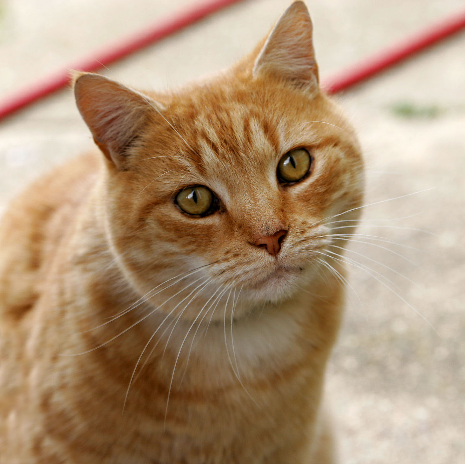 cat test